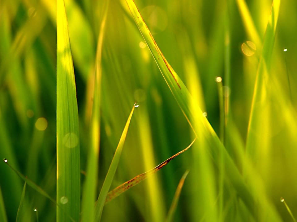 Vista_plant_wallpaper_vplants9_006