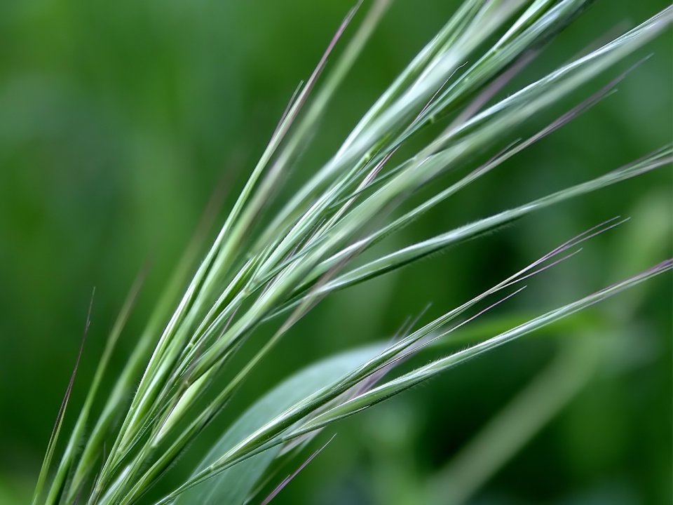 Vista_plant_wallpaper_vplants9_007