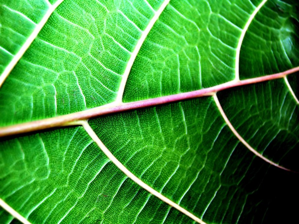 Vista_plant_wallpaper_vplants9_008