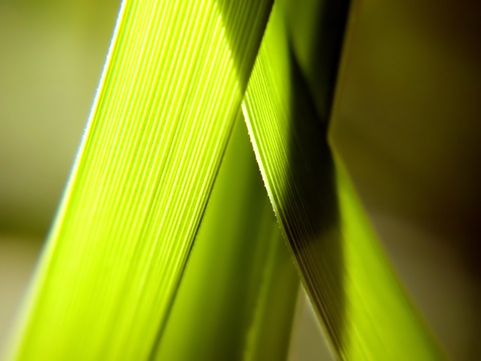 Vista_plant_wallpaper_vplants9_010