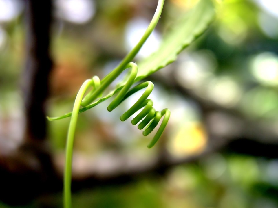 Vista_plant_wallpaper_vplants9_011