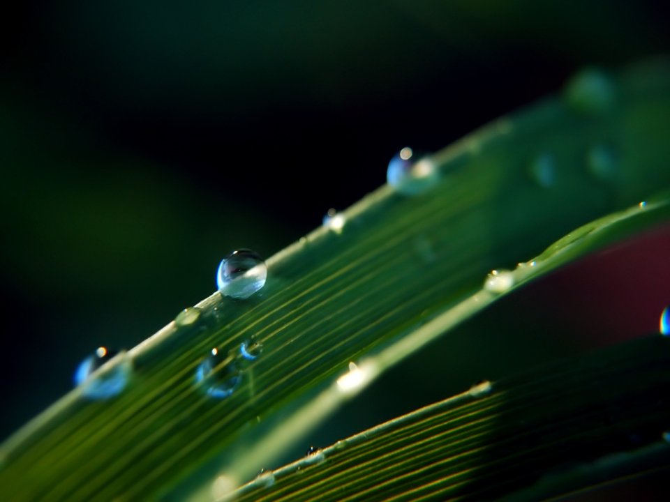 Vista_plant_wallpaper_vplants9_013