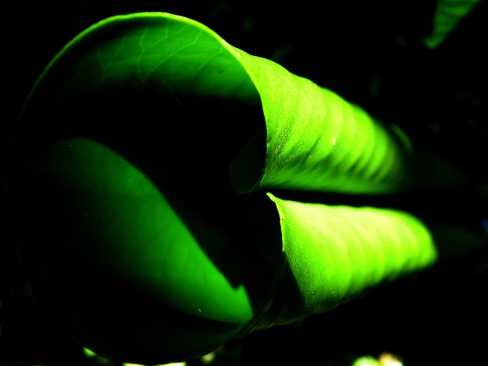 Vista_plant_wallpaper_vplants9_016