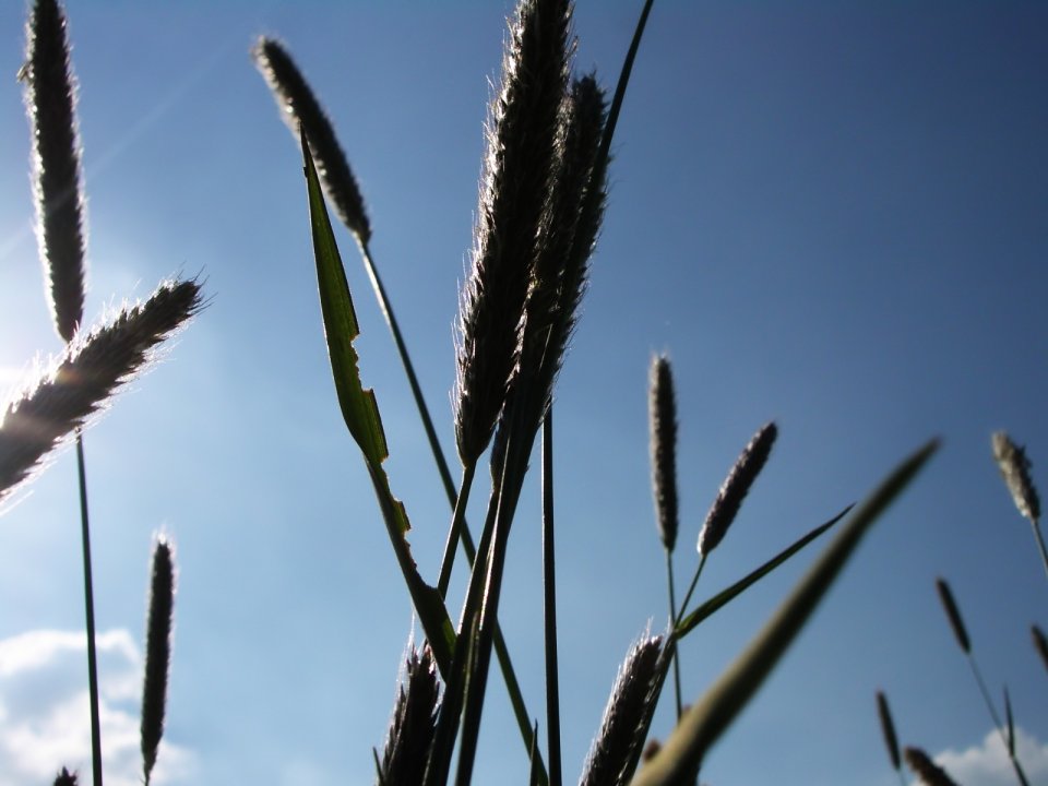 Vista_plant_wallpaper_vplants9_019