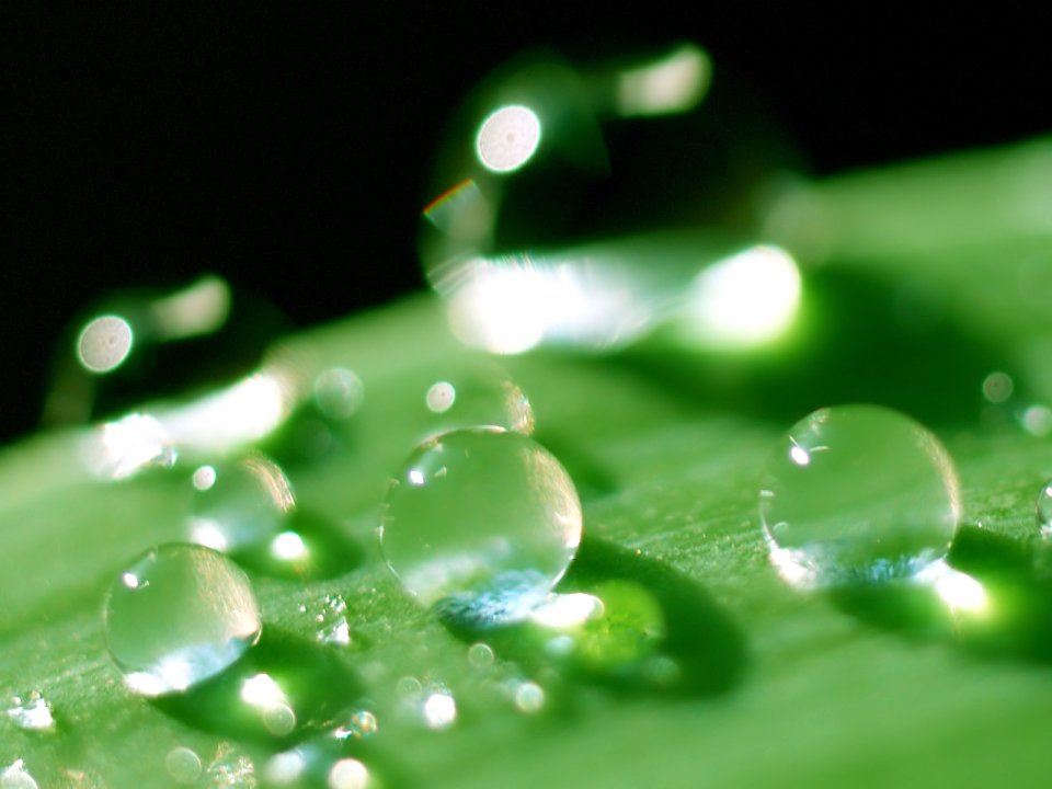 Vista_plant_wallpaper_vplants9_020