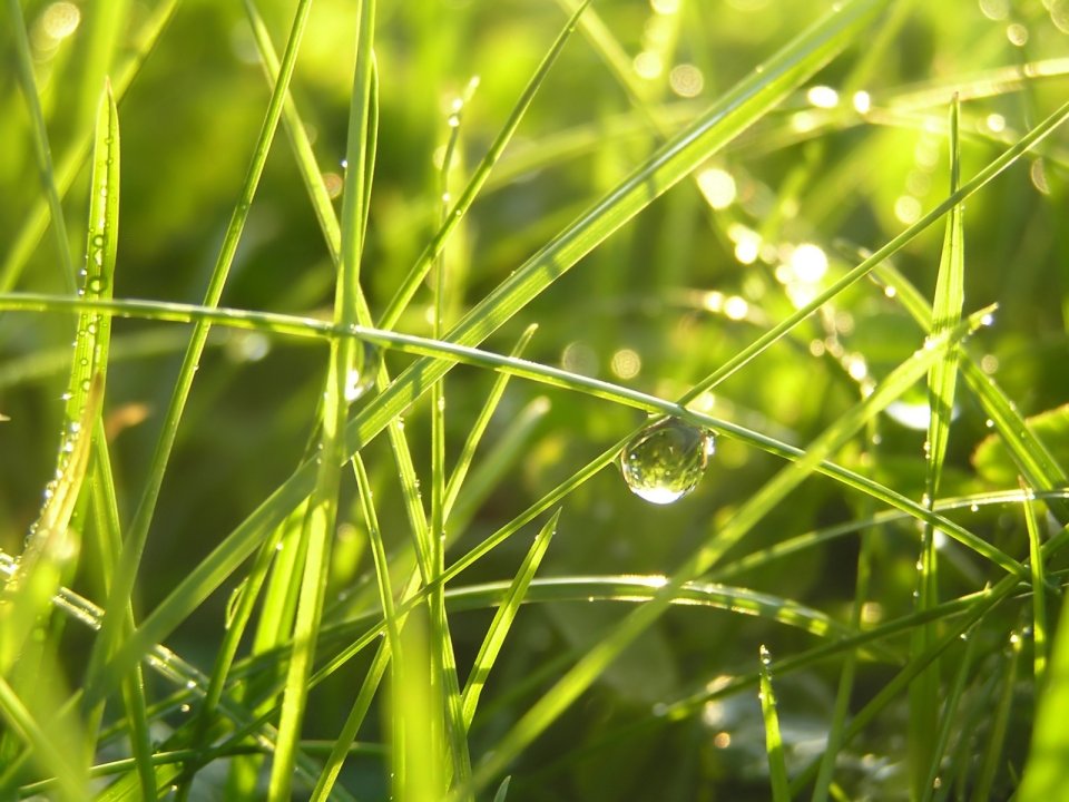 Vista_plant_wallpaper_vplants9_021