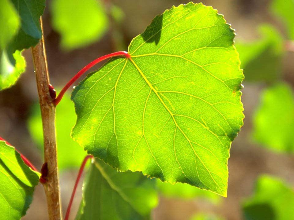 Vista_plant_wallpaper_vplants9_023