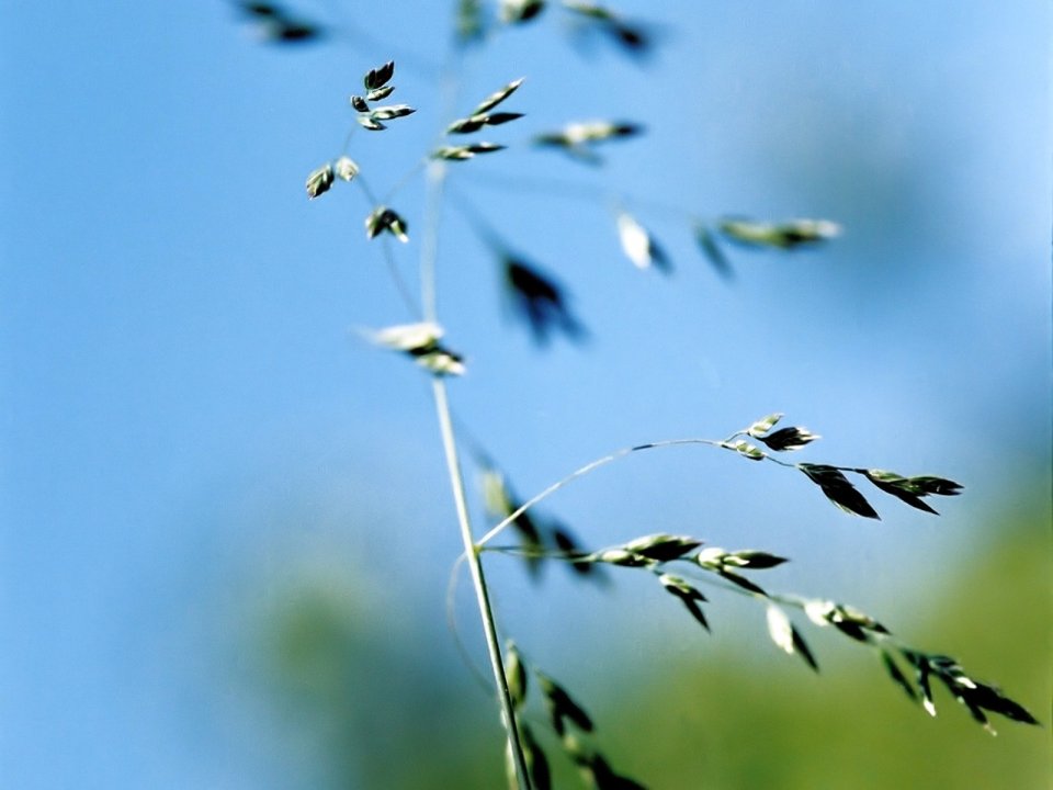 Vista_plant_wallpaper_vplants9_024
