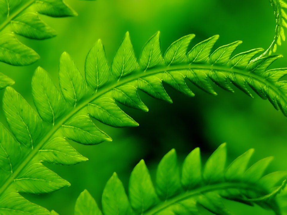Bright Green Fern Leaves Macro Closeup Nature Wallpaper