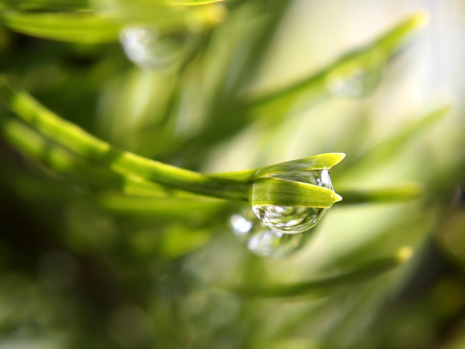 Vista_plant_wallpaper_vplants9_029