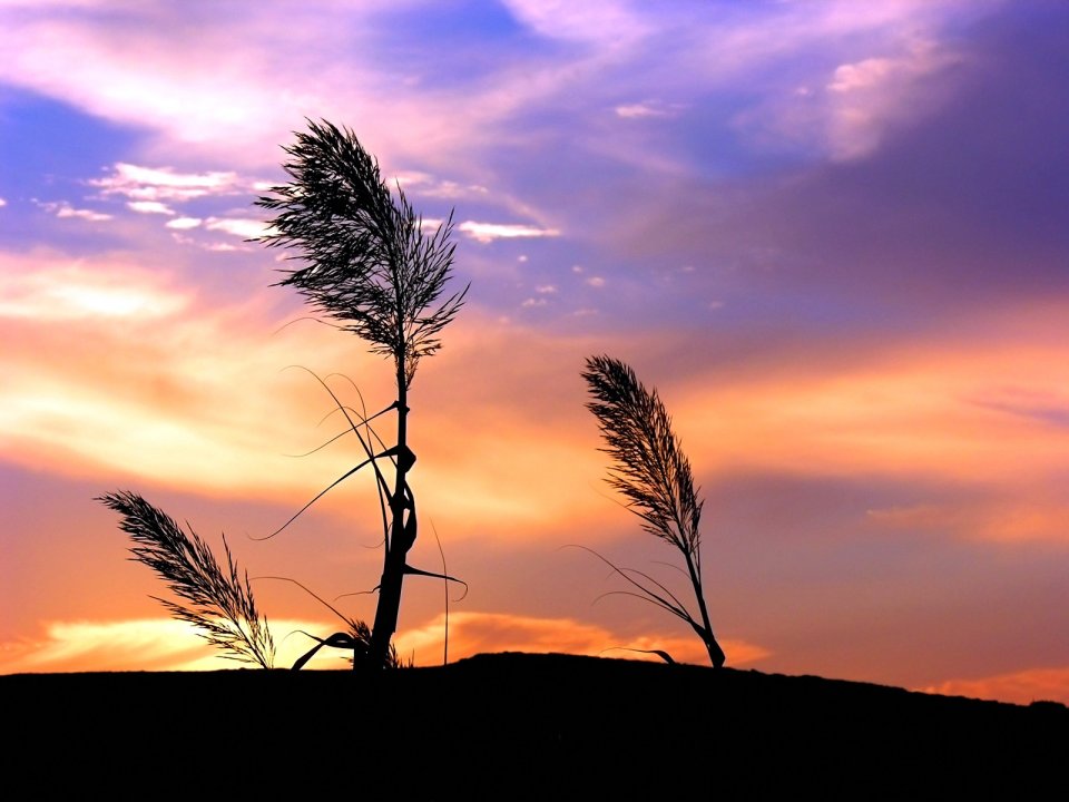 Vista_wallpaper_vplants11_001