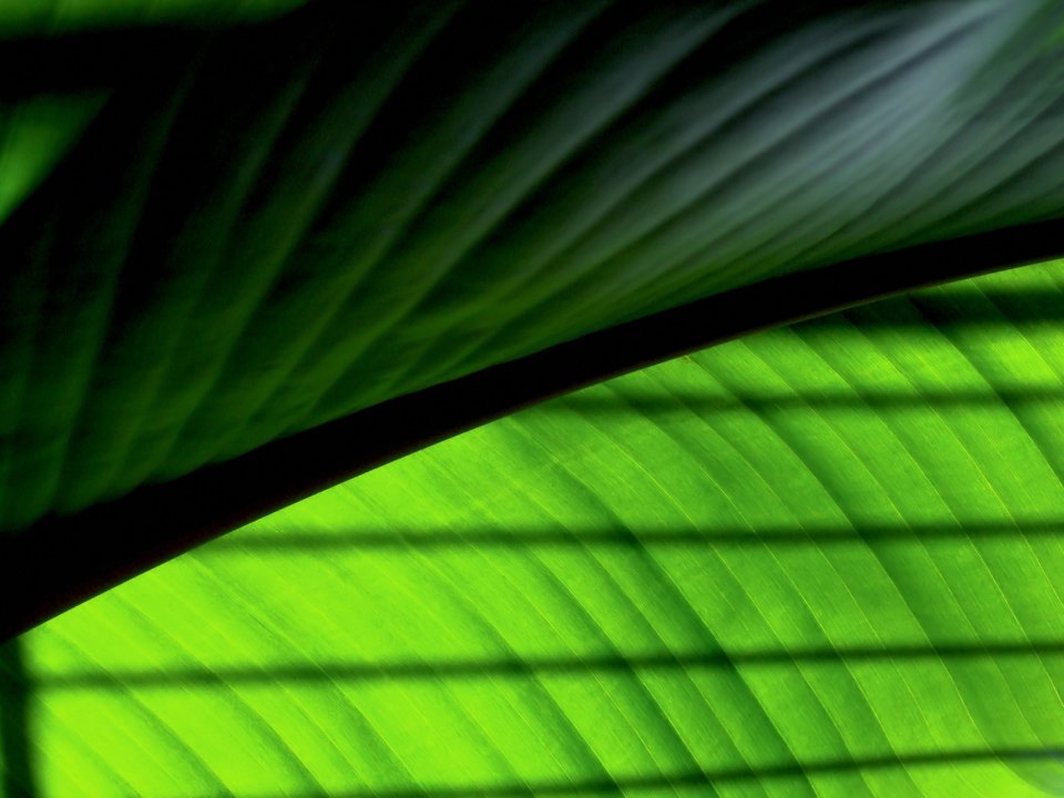 Vista_wallpaper_vplants11_002