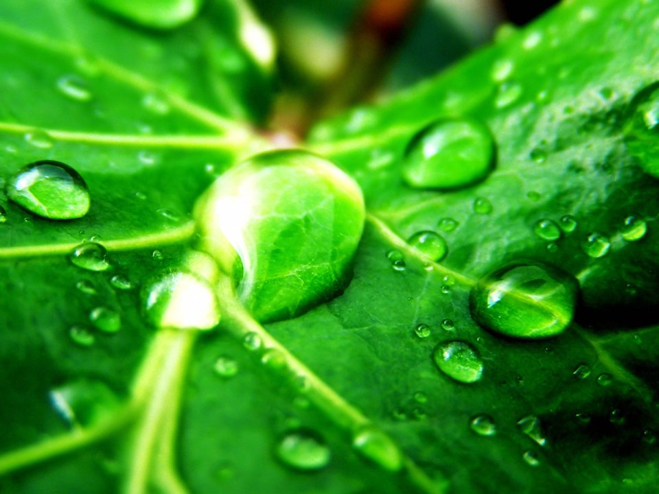 Vista_wallpaper_vplants11_004