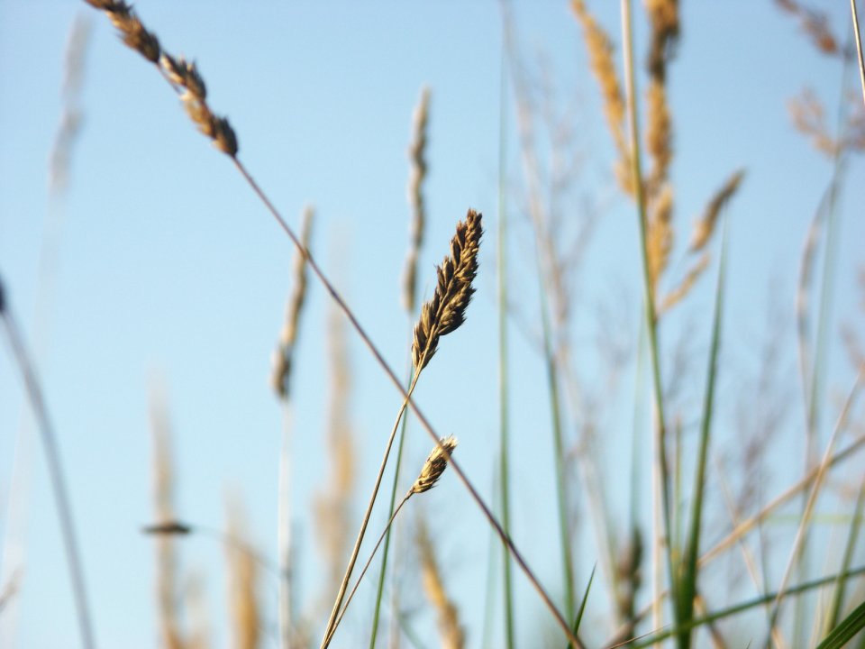 Vista_wallpaper_vplants11_005