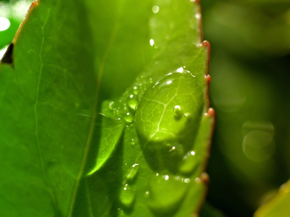 Vista_wallpaper_vplants11_006