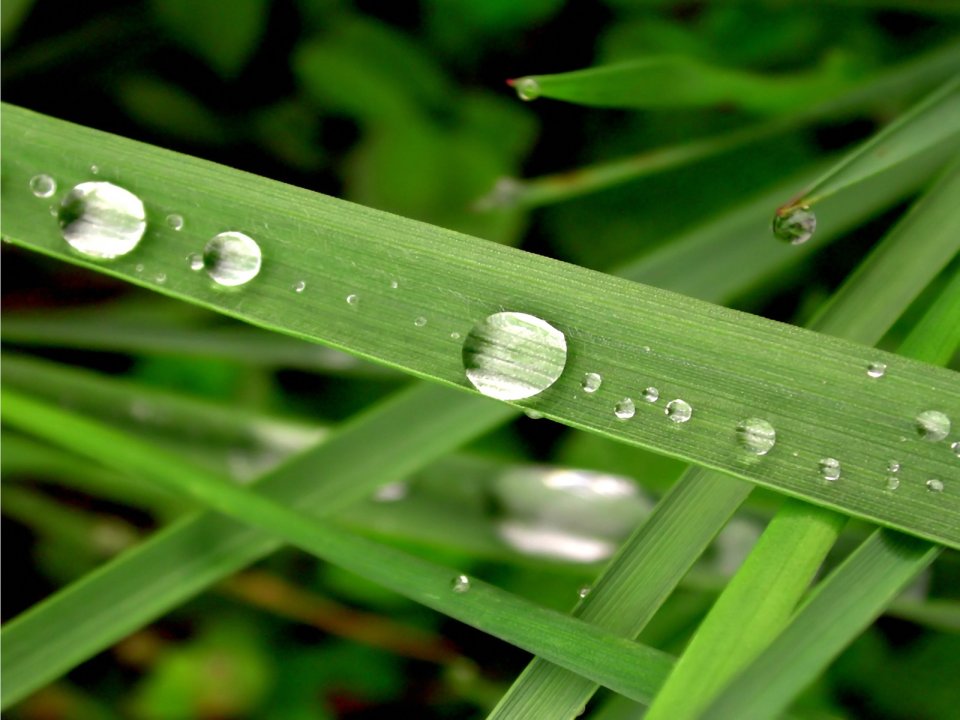 Vista_wallpaper_vplants11_009