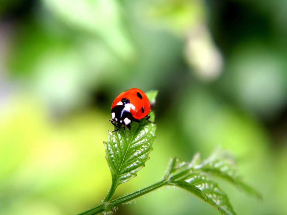 Vista_wallpaper_vplants11_00bg