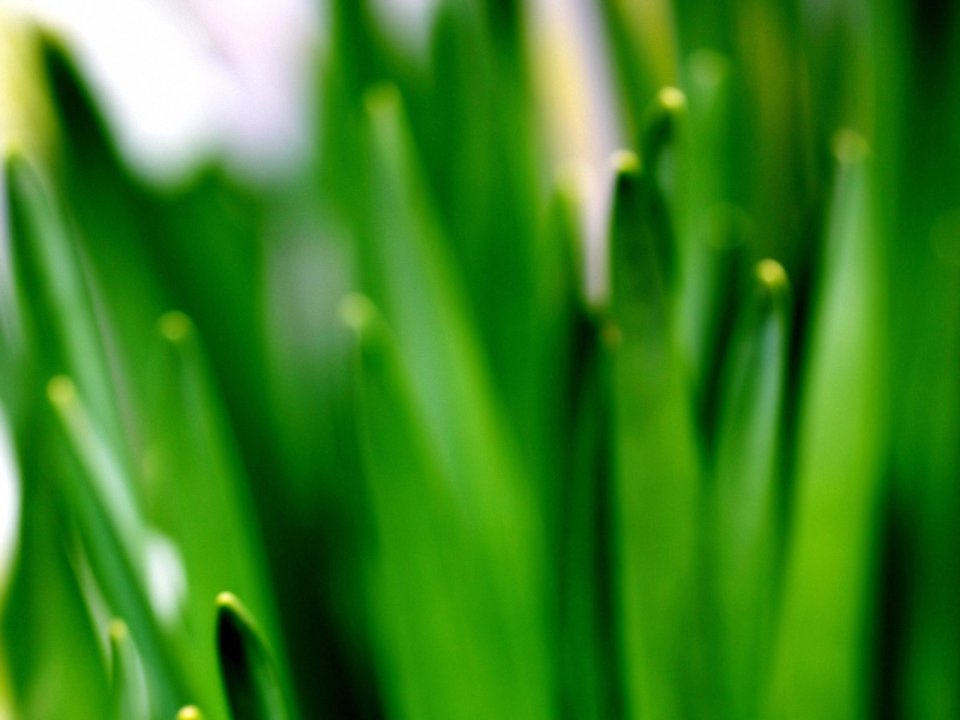 Vista_wallpaper_vplants11_010