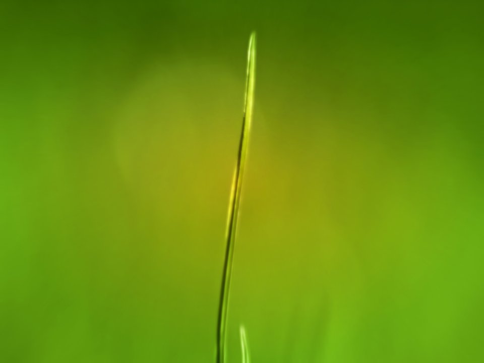 Vista_wallpaper_vplants11_011