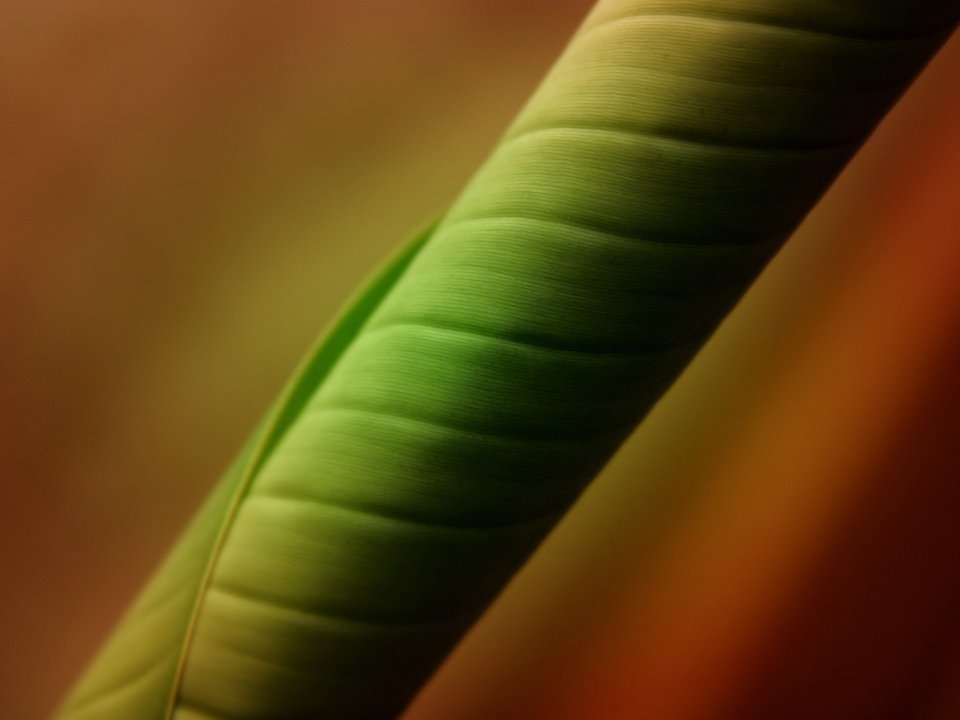 Vista_wallpaper_vplants11_013