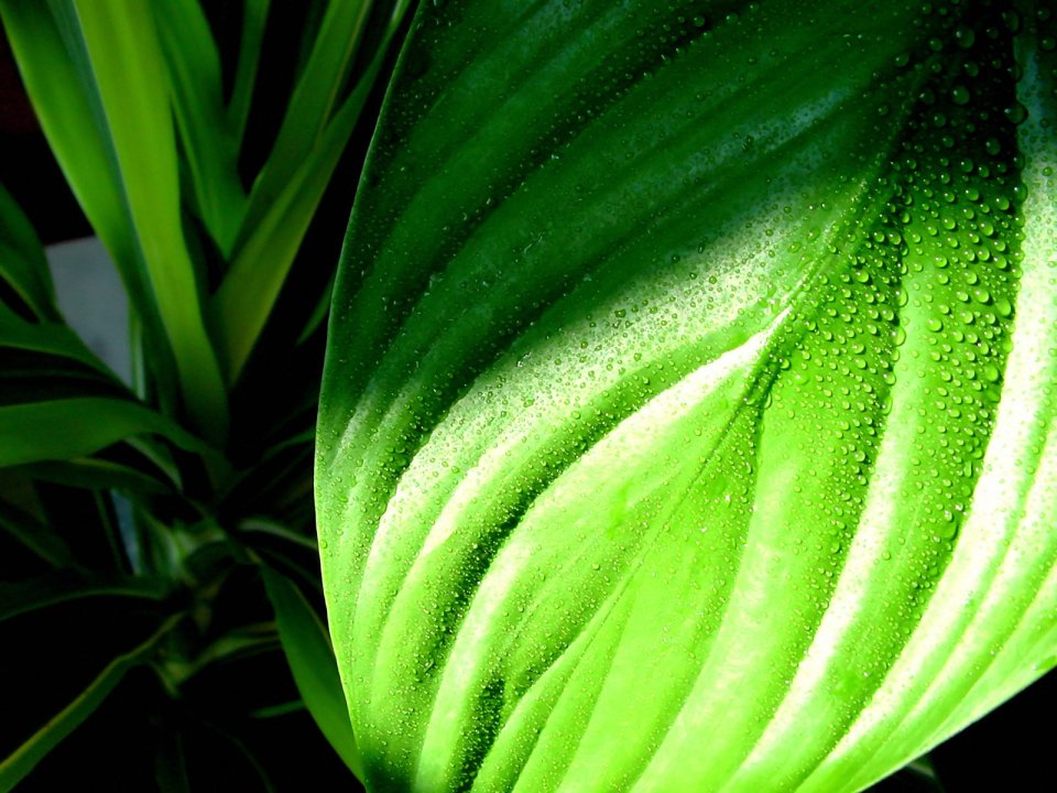 Vista_wallpaper_vplants11_015