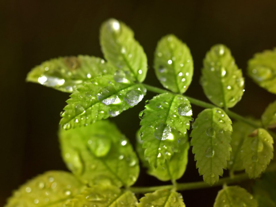 Vista_wallpaper_vplants11_017