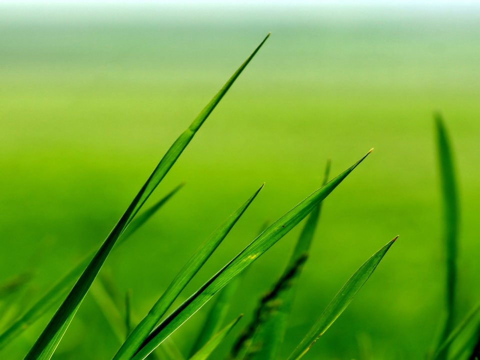 Vista_wallpaper_vplants11_019