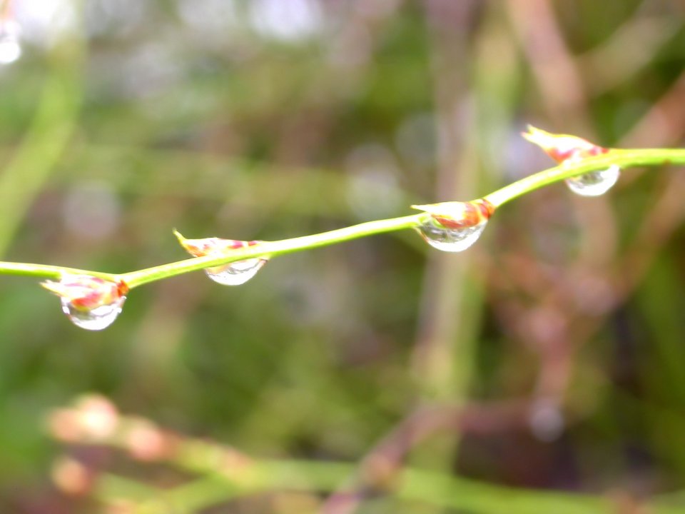 Vista_wallpaper_vplants11_020