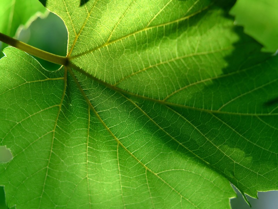 Vista_wallpaper_vplants11_021