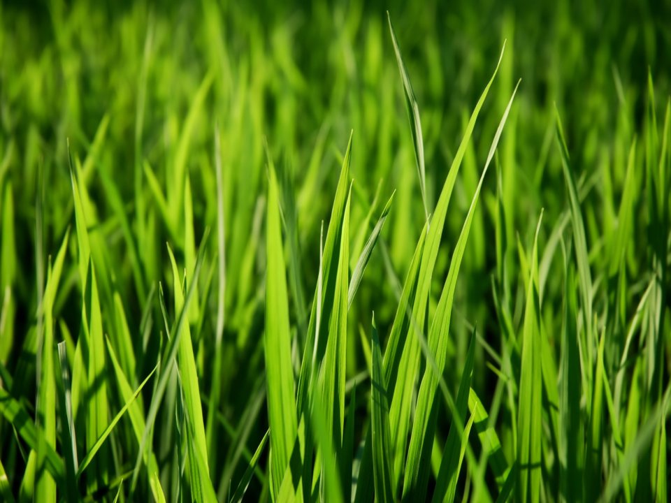 Vista_wallpaper_vplants11_023
