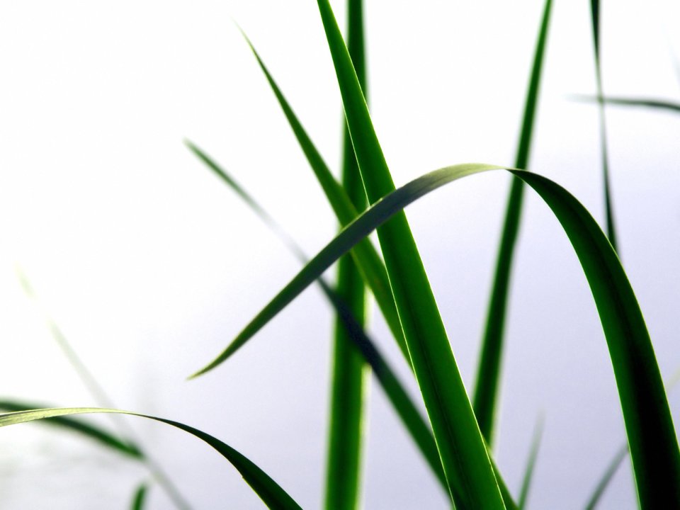 Vista_wallpaper_vplants11_025