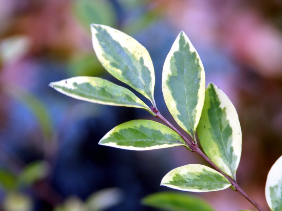 Vista_wallpaper_vplants11_026