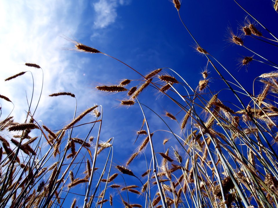 Vista_wallpaper_vplants11_027
