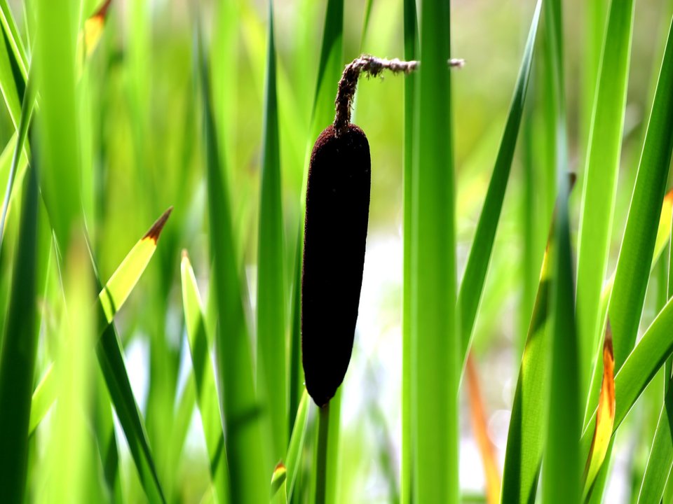 Vista_wallpaper_vplants11_028