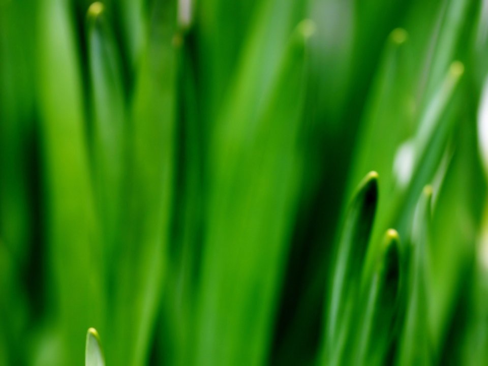 Vista_wallpaper_vplants11_029