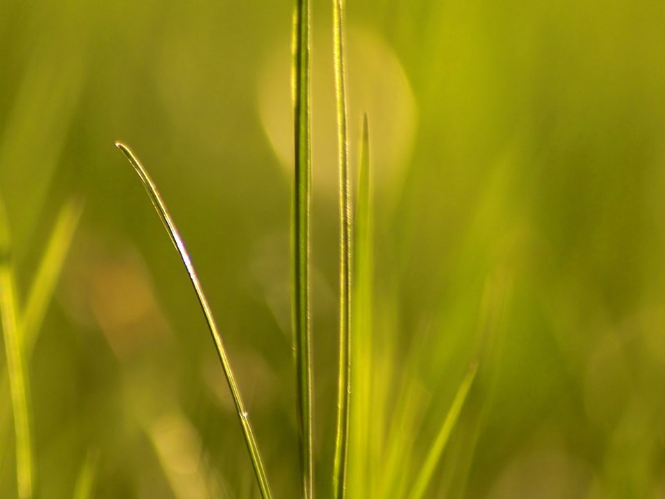 Vista_wallpaper_vplants11_030