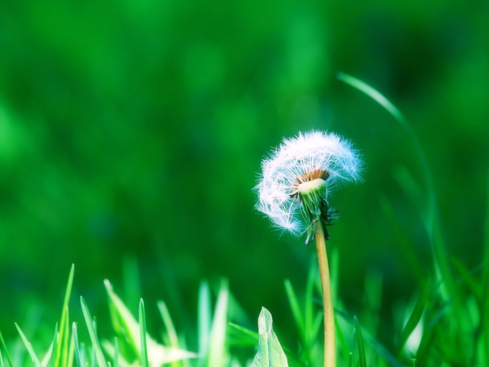vplants_dandelion_picture