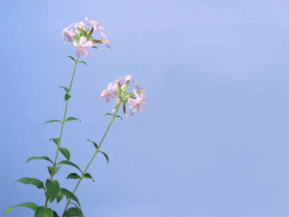 [wallcoo_com]_HQ-Hurb-Life-Images (29)