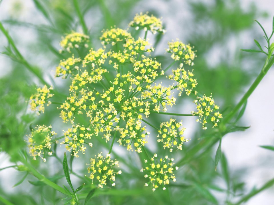 [wallcoo_com]_HQ-Hurb-Life-Images (5)