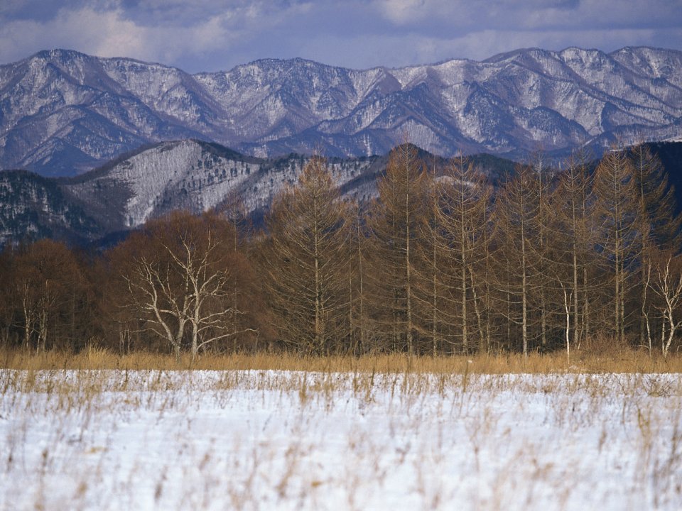 wallcoo.com_Snow_Winter_Scene_Snow_Covered_branches_MIL50001