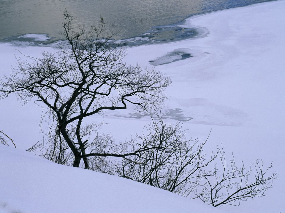 wallcoo.com_Snow_Winter_Scene_Snow_Covered_branches_MIL50002
