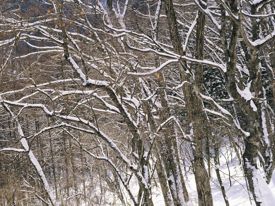 Winter Snow Covered Forest Tree Branches Scenery