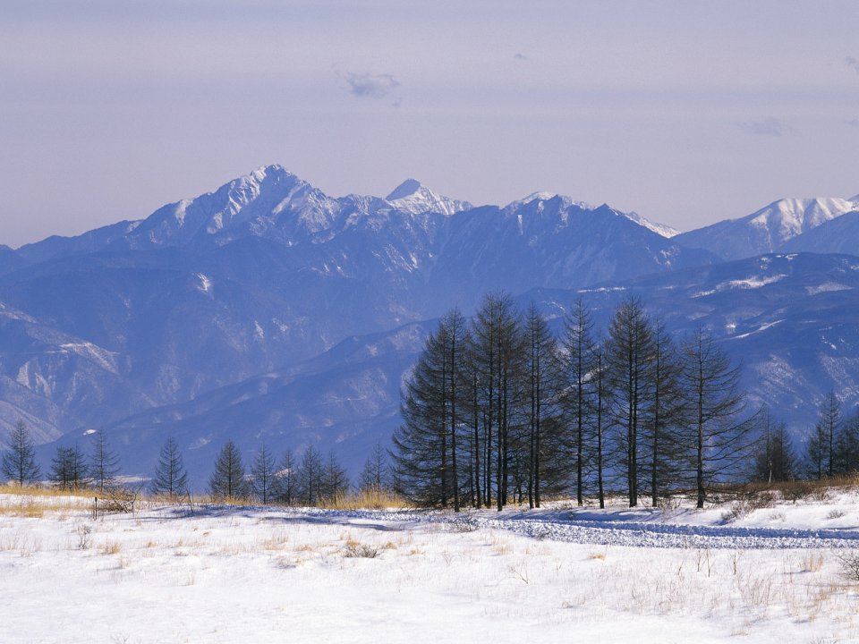 wallcoo.com_Snow_Winter_Scene_Snow_Covered_branches_MIL50005