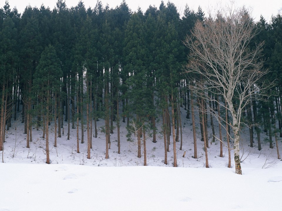 Winter Snowy Coniferous Forest Lonely Bare Tree Landscape