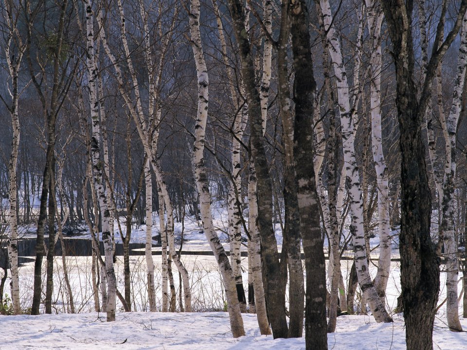 wallcoo.com_Snow_Winter_Scene_Snow_Covered_branches_MIL50007