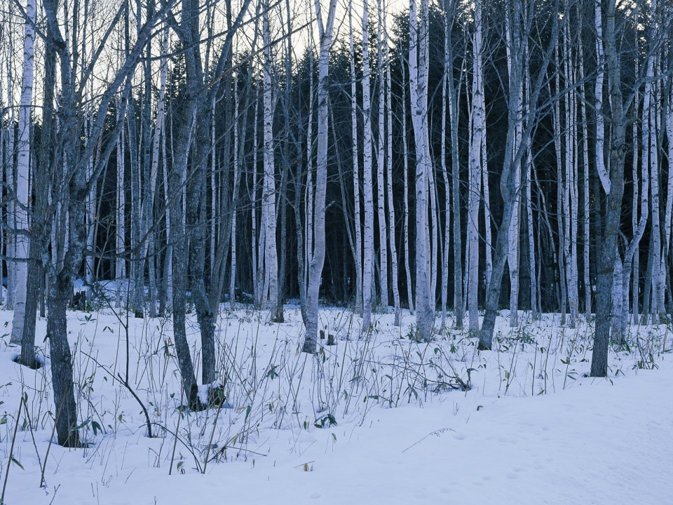 Winter Snow Covered Birch Forest Natural Landscape