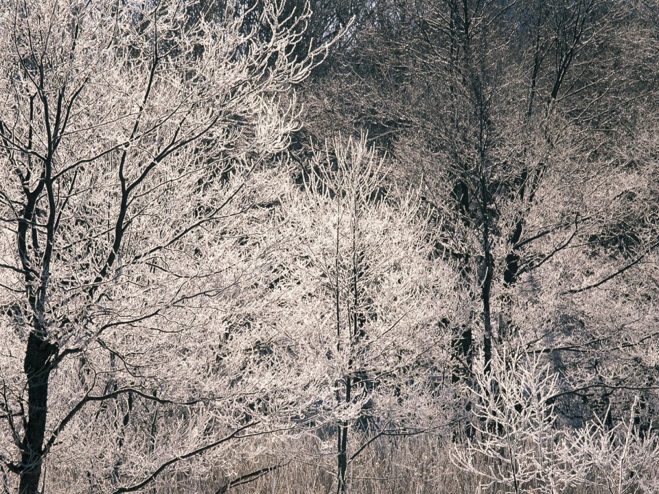 wallcoo.com_Snow_Winter_Scene_Snow_Covered_branches_MIL50009