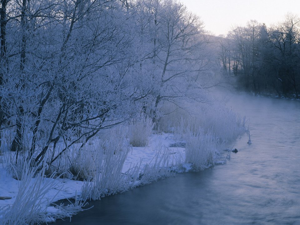 wallcoo.com_Snow_Winter_Scene_Snow_Covered_branches_MIL50010