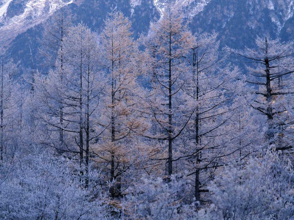 wallcoo.com_Snow_Winter_Scene_Snow_Covered_branches_MIL50012