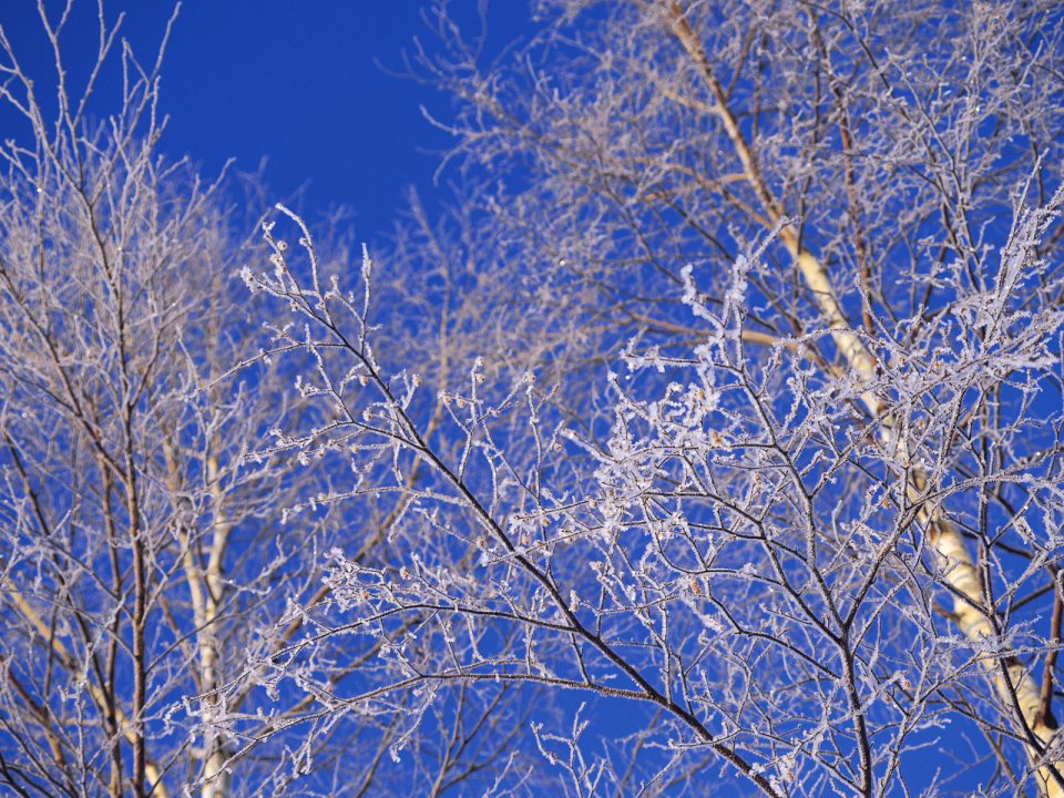 wallcoo.com_Snow_Winter_Scene_Snow_Covered_branches_MIL50016